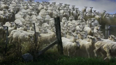 O adunătură de